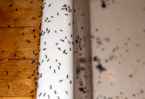 Best Insect Control  in Hidden Meadows, CA