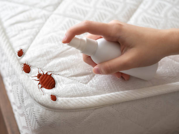Best Mosquito Control Services  in Hidden Meadows, CA