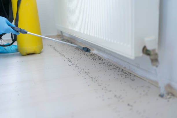 Best Wasp Removal Services  in Hidden Meadows, CA